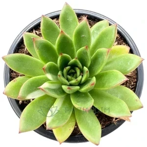 Echeveria agavoides Variegata