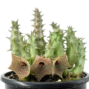 Huernia 'Mccoy'