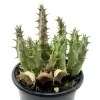 Huernia 'Mccoy'