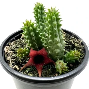 Huernia 'Schneideriana'