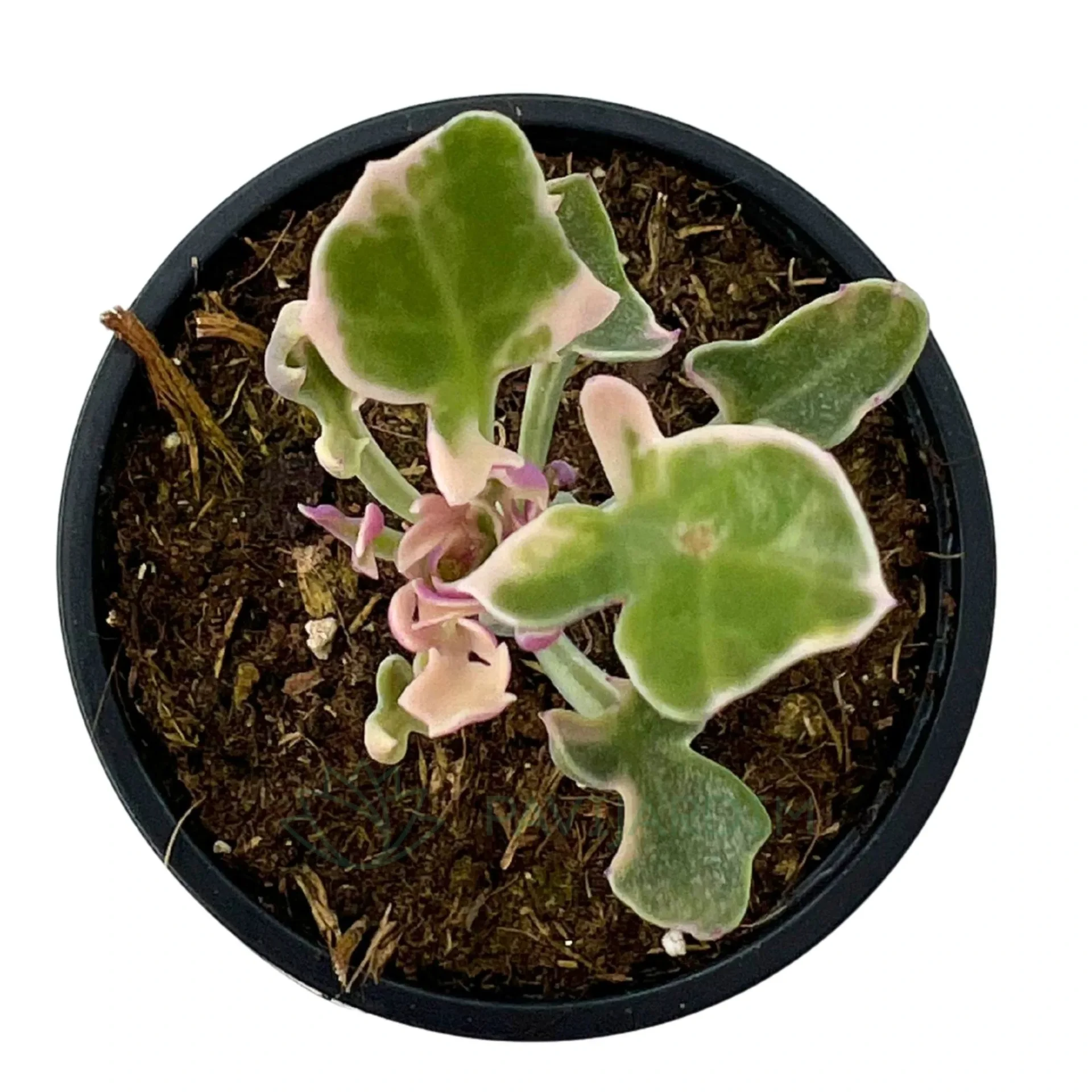 Senecio Articulatus Variegata - Pavijardim