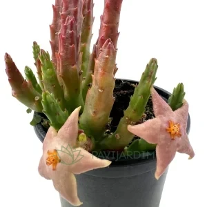 Stapelia 'Divaricata'