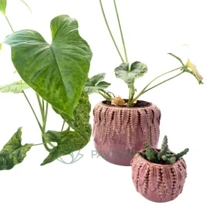 Duo Cerâmico Rosa com Relevo Tropical