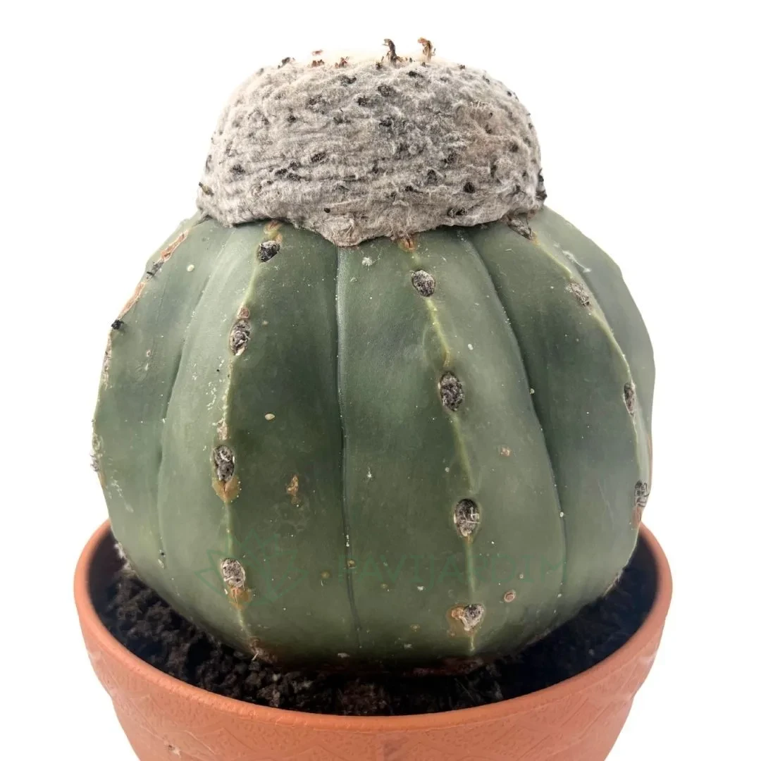 Melocactus Maxonii - Pavijardim