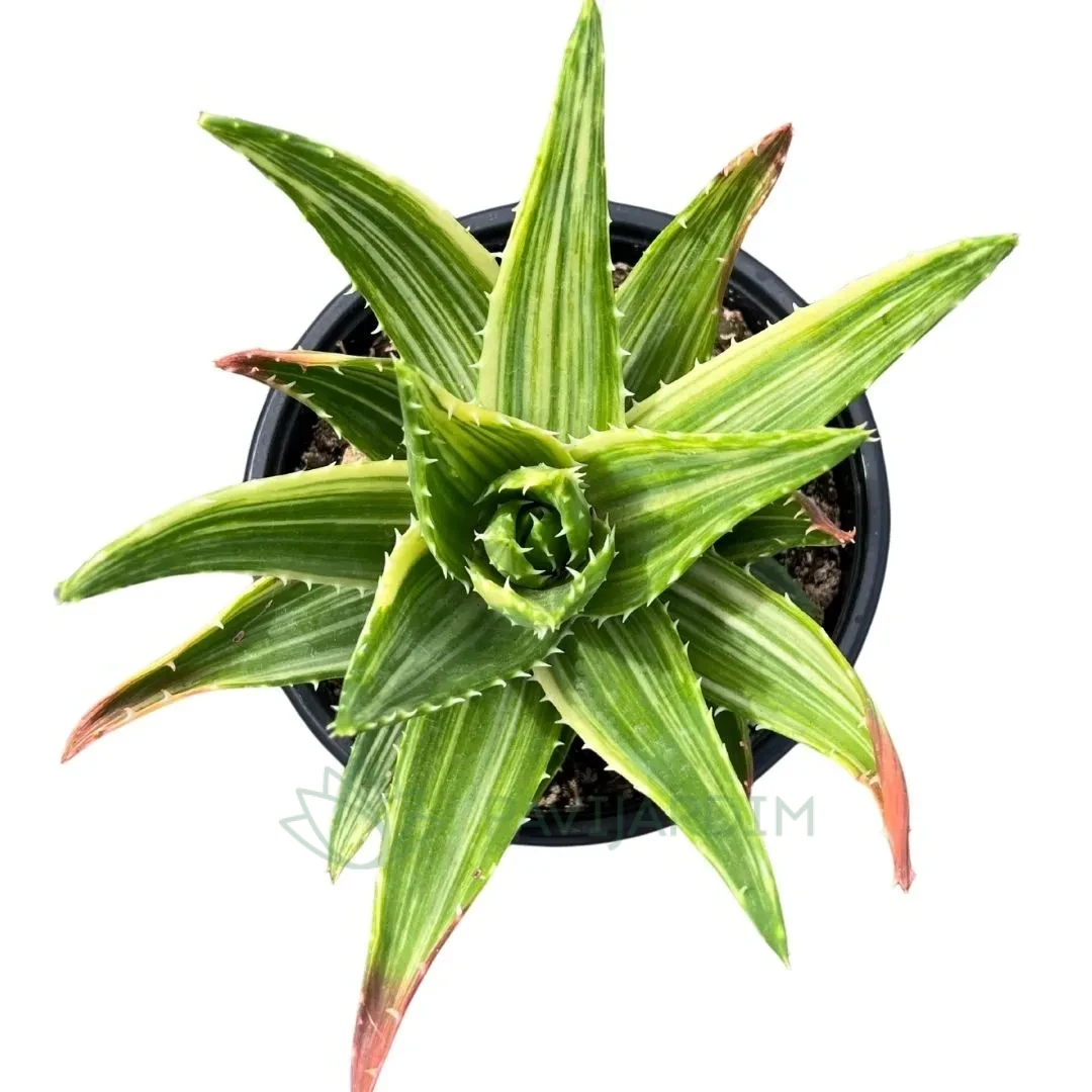 Aloe Mitriformis Variegata XL - Pavijardim