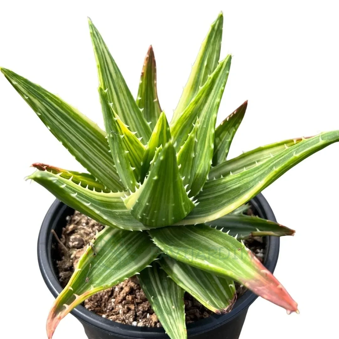 aloe juice Lakewood Organic Pure Whole Leaf Aloe