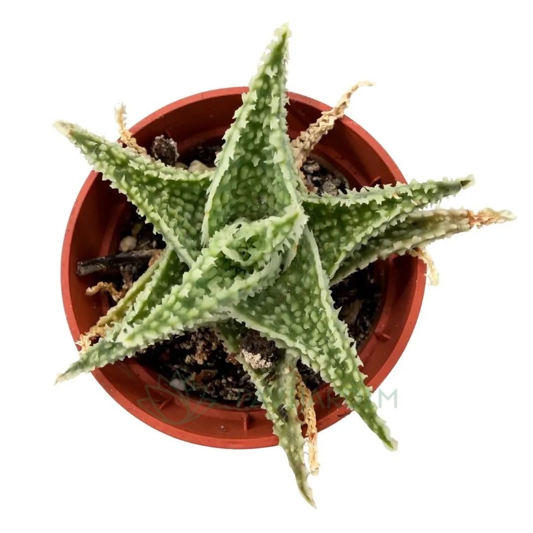 Aloe Zebrina Danyz - Pavijardim
