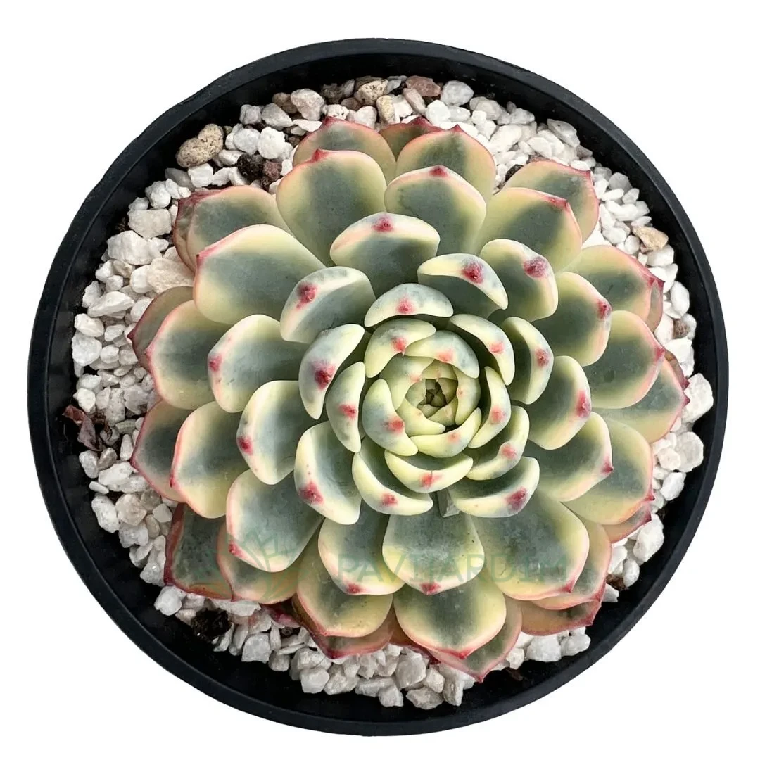 tetrasperma rhaphidophora variegata Rhaphidophora Tetrasperma Variegated  Aroidasia