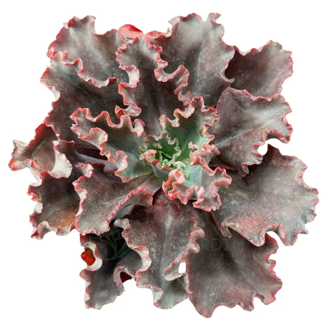 echeveria evening dress Echeveria gibbiflora Evening Dress Echeveria gibbiflora Black Swan