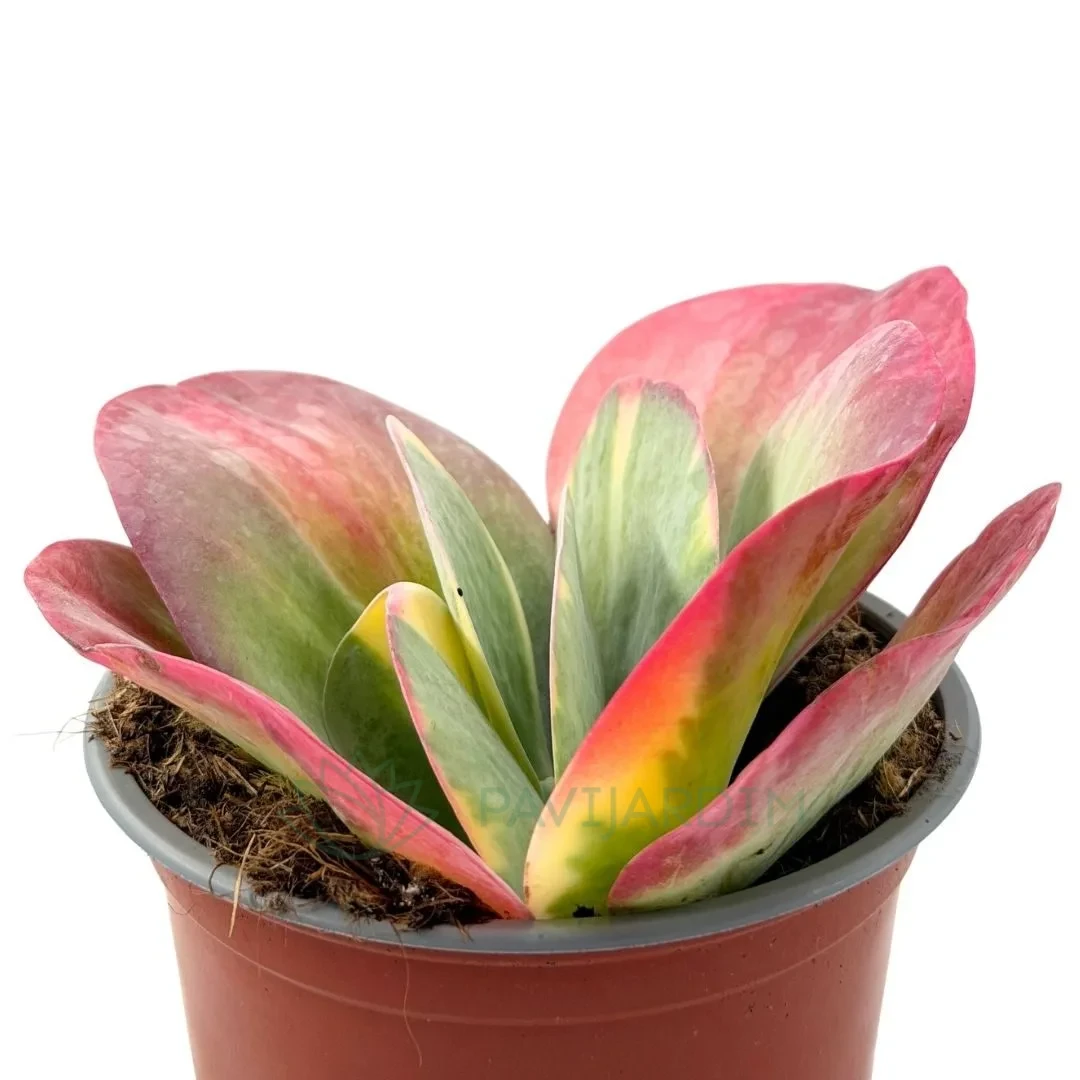 Kalanchoe Thyrsiflora Variegata - Pavijardim